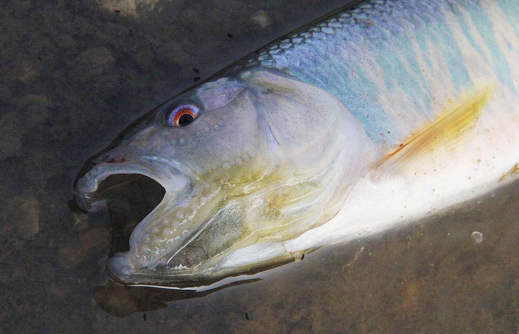 "花公子"我爸经常念叨他小时钓这种鱼