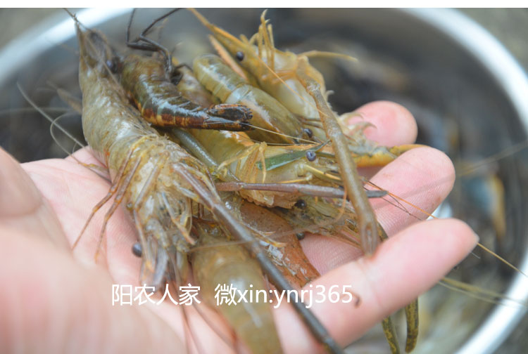 野生小河虾 淡水河虾 新鲜小河虾 小草虾 活虾 产妇宝宝选择500g