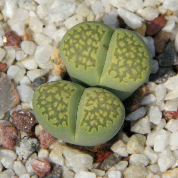 天天领鲜多肉植物肉肉生石花屁股花石头花番杏科枝干番杏满包邮