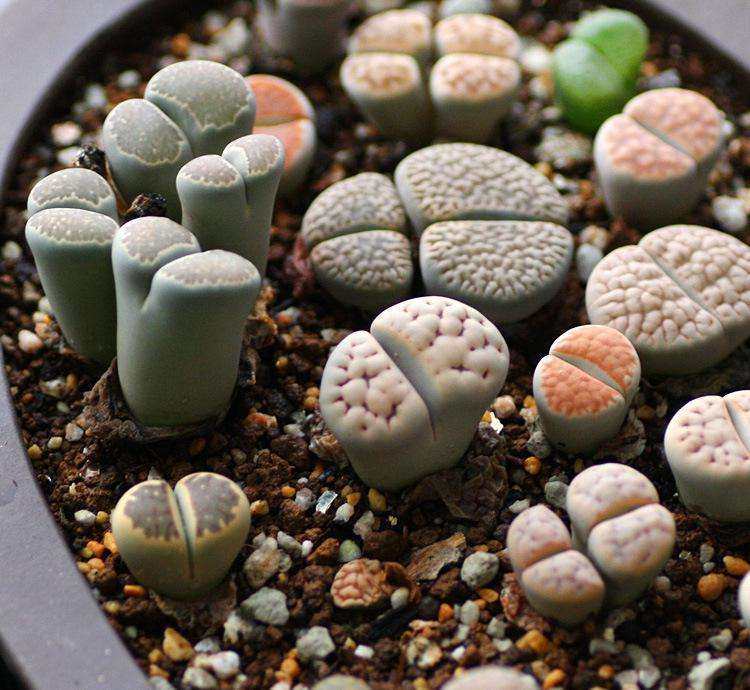 天天领鲜多肉植物肉肉生石花屁股花石头花番杏科枝干番杏满包邮