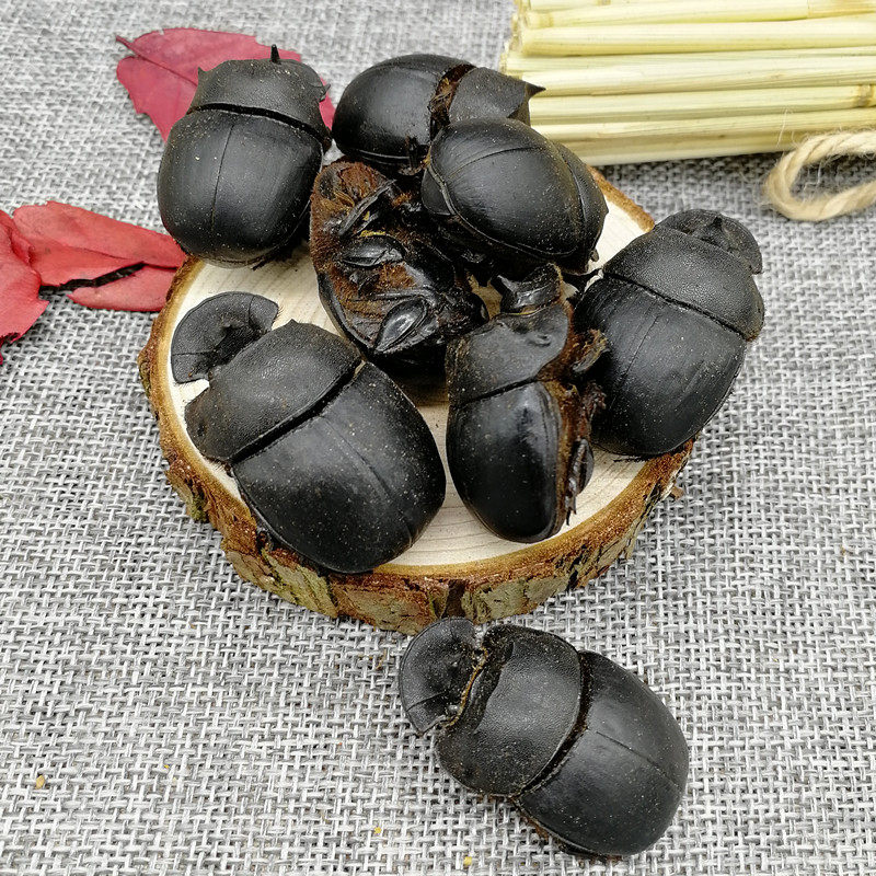 野生蜣螂虫特价1个2.5元 大将军 黑兜虫 屁板虫 屎壳郎20个包邮