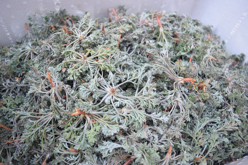 新鲜白蒿绵茵陈茶食用阴沉 现挖野菜生茵陈草蒸菜食材1000克