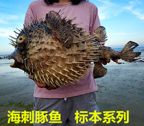 Fish skin specimen stabbing fish puffer fish bubble fish creative hanging Porch restaurant lobby pendant Marine style