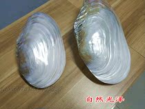 Big shell pearl shell Shell Shell creative decoration landscape design container storage fish tank landscape conch shell