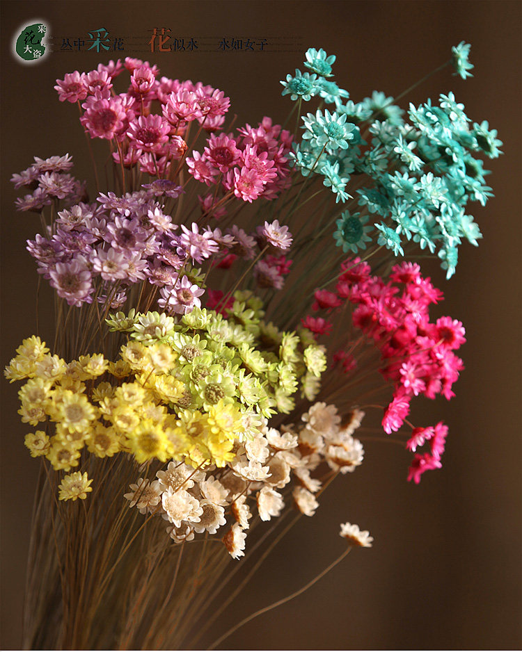 小干花真花小雏菊干花花束真花风干花真花客厅家居摆设小星花装饰