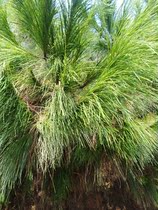 Wooden branch King Pine Wood Wood pine wood plate special processing custom