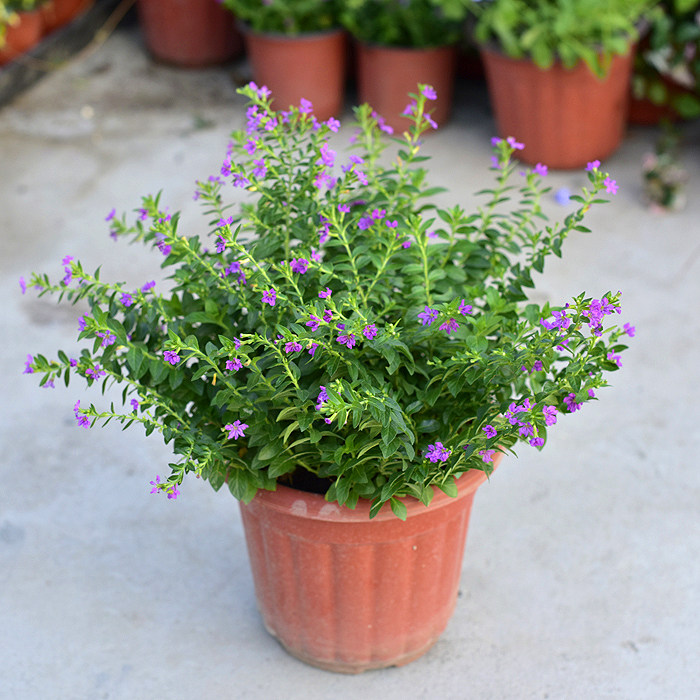 紫花满天星绿植盆栽 阳台庭院植花卉花苗 开花植物 花期长 - powered 