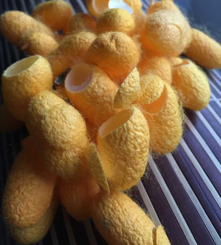 彩茧蚕卵 天然结红黄绿三色茧蚕宝宝卵 共30颗蚕卵/蚕种蚕子蚕蛋