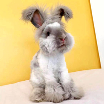 Angola giant rabbit pet rabbit live Net red White Rabbit large long hair rabbit live lop ear rabbit Princess rabbit