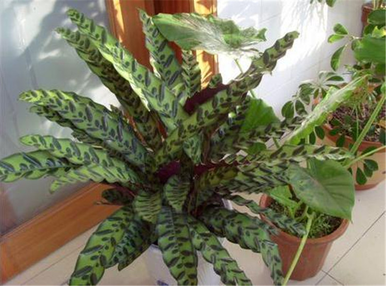室内绿植花卉盆栽孔雀竹芋/波斯顿蕨盆栽/猫眼竹芋观叶植物图片