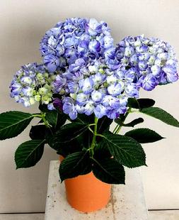 盆栽 日本进口新品大花 舞姬 条纹绣球花苗盆栽 甜蜜幻想 4棵包邮