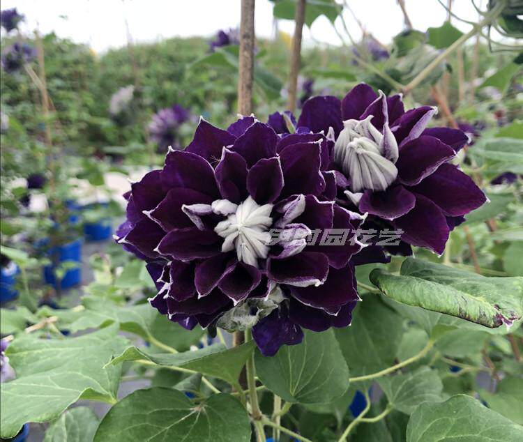 伊甸园 铁线莲重瓣 新紫玉 皇帝 蓝光 多蓝 薇安 花炎 居里夫人