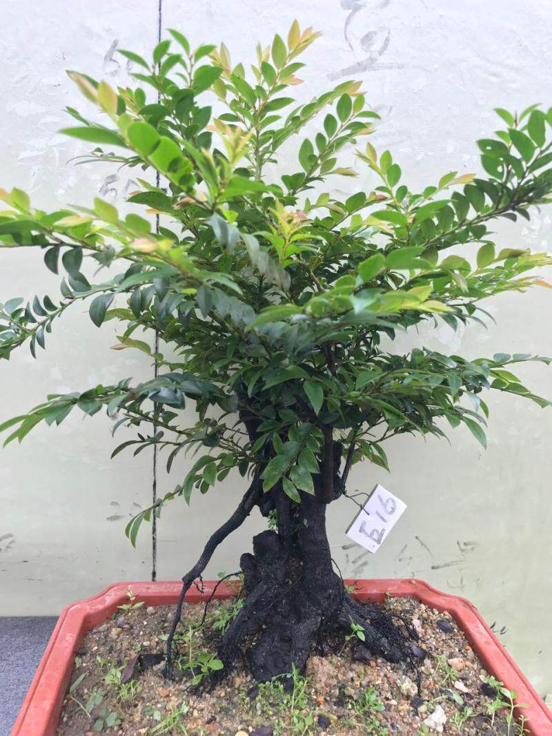 岭南盆景客厅绿化小叶紫檀树桩盆景桌面迷你盆栽黑骨茶黑檀