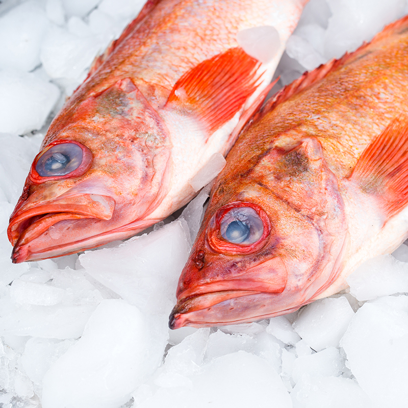 冰岛深海红鱼野生海鲜鲜活海产品冻鲜3条包邮顺丰红鲈鱼