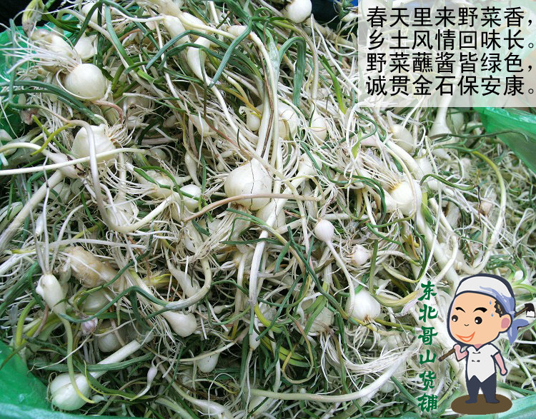 东北野生山野菜 新鲜野山蒜大脑嘣大脑瓜小根蒜小根菜4份包邮顺丰