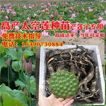 Space Lotus 36 high-yield lotus seed root root large lotus seed Guangchang Jianning White Lotus Hunan Lotus seedling