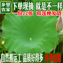 Fresh lotus leaf with stemmed lotus leaf flower arrangement decoration whole leaf lotus leaf tea lotus leaf rice material 22 pieces