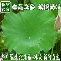Fresh lotus leaves lotus leaves lotus leaf lotus leaf tea summer tea lotus leaf tea summer tea Lotus cotyledons