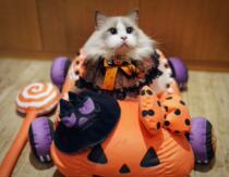 Limited to Halloween (do not return or change must be optimistic about the details of the 28th update at 8:00 pm