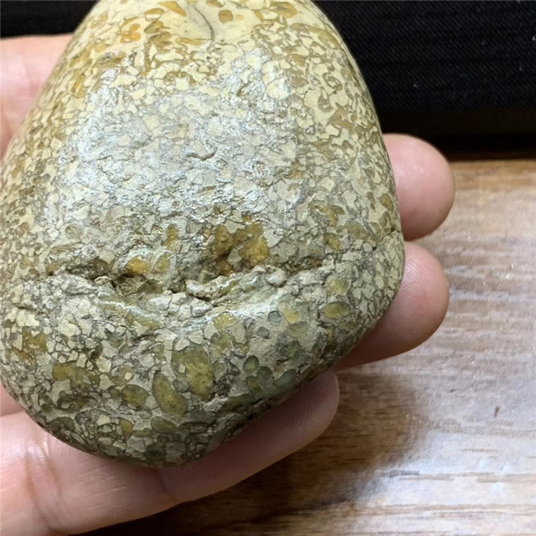 法螺天珠原石,海螺化石,不二,螺纹清晰明显,原汁原味,玉化好,油润.