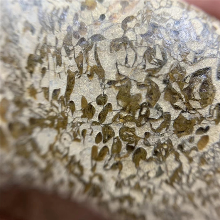 法螺天珠原石,海螺化石,不二,螺纹清晰明显,原汁原味,玉化好,油润.