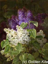 GK2773 Flower Clove Cross Embroidered source file xsd