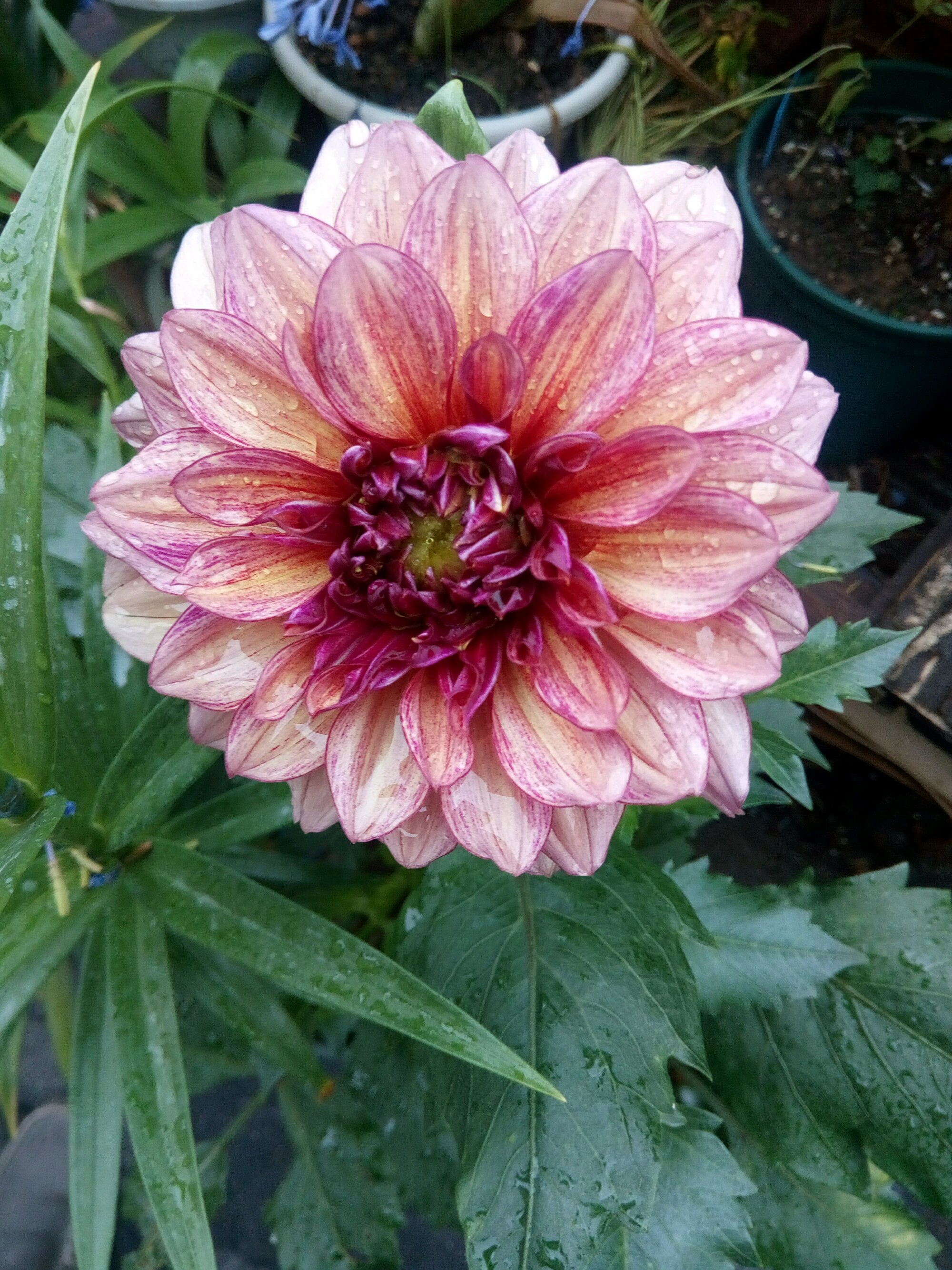 扦插大丽花按照5步走生根速度非常快