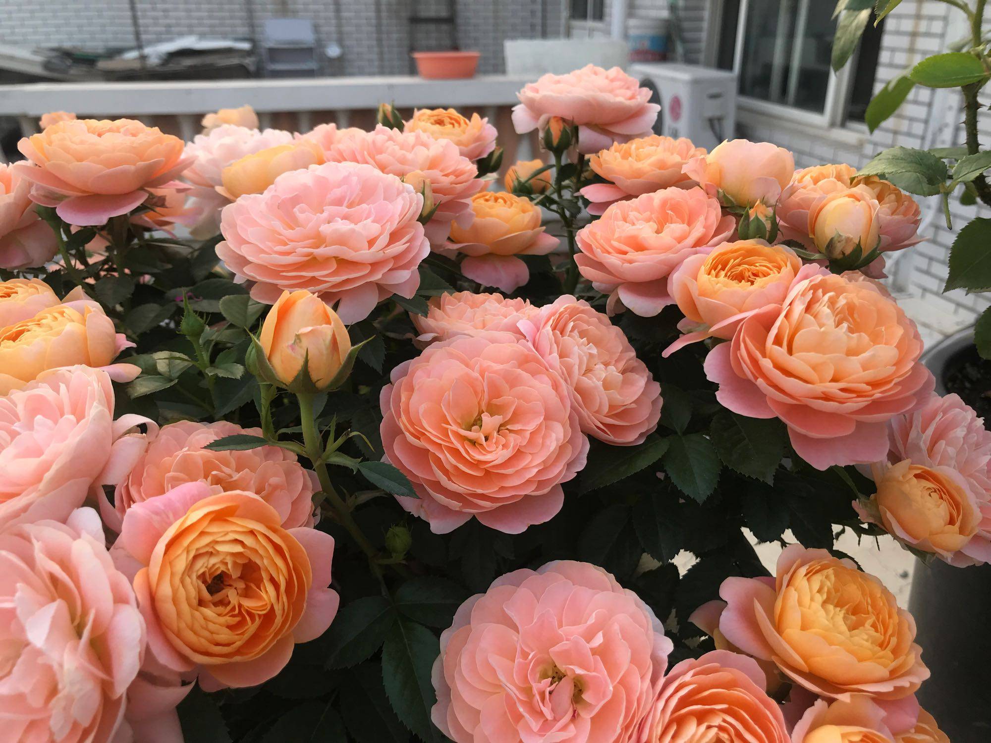 月季即将开花,换土要完,花全都开不起来