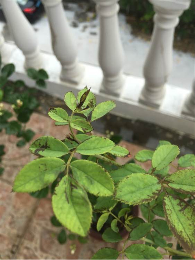 月季被蓟马害了1种药就解决简单快速