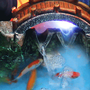 壁纸 动物 鱼 鱼类 305_305 gif 动态图 动图