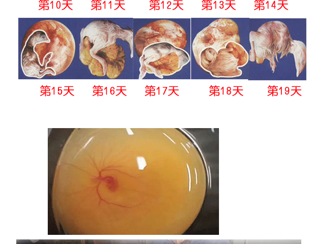 新鲜受精蛋 土鸡种蛋受精鸡蛋可孵化小鸡蛋 三黄鸡种蛋 孵化场