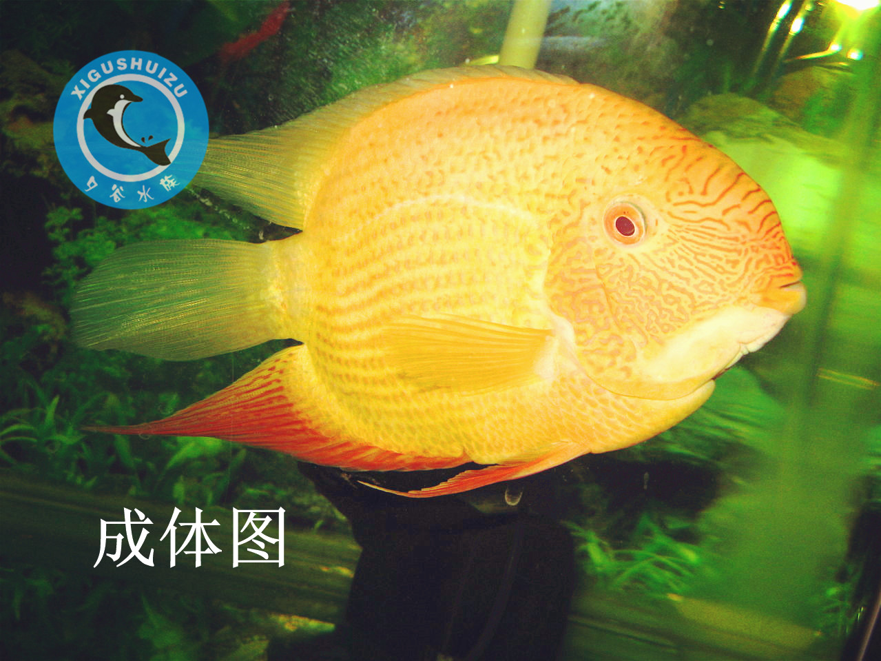 中大型淡水活体鱼热带鱼观赏鱼宠物活体菠萝鱼金菠萝鱼喷点菠萝鱼