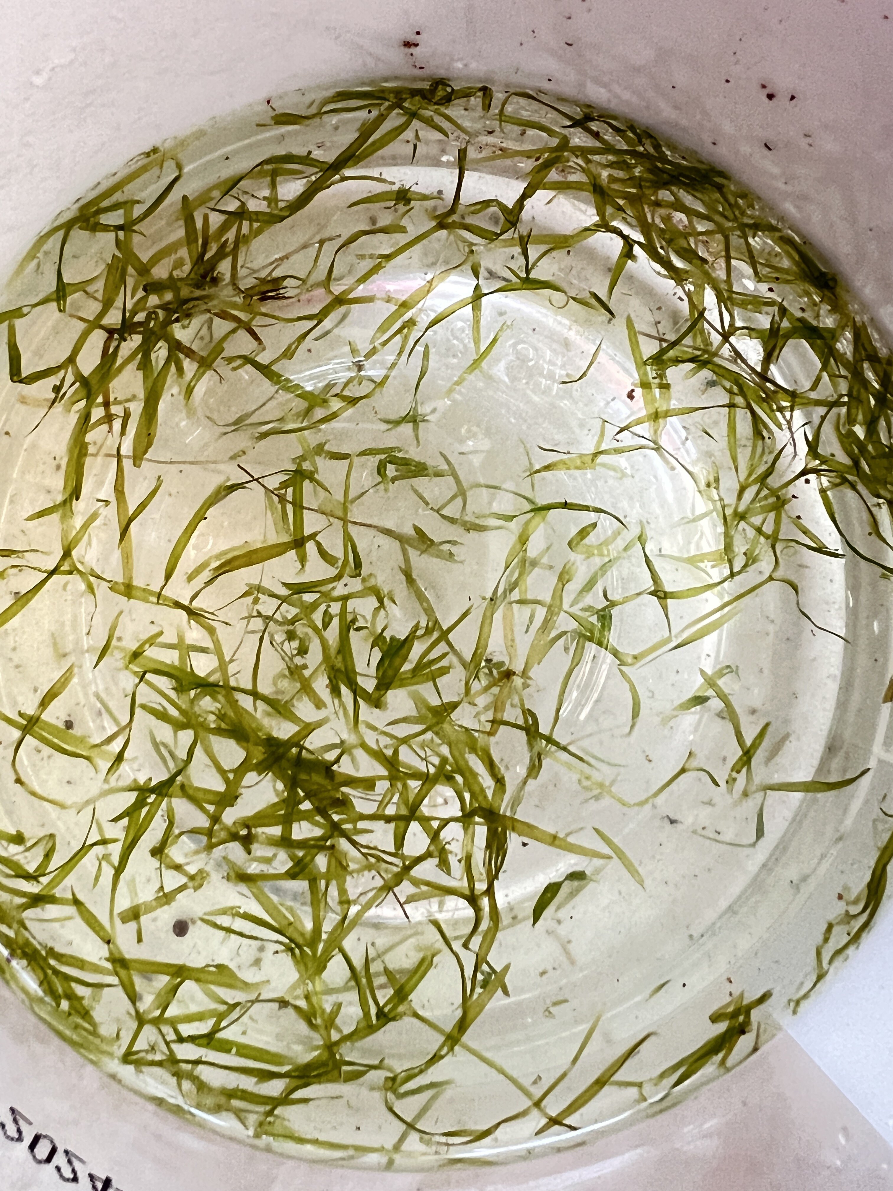 印度小竹节草真草鱼缸水草水培懒人不需要二氧化碳入门绿色增氧