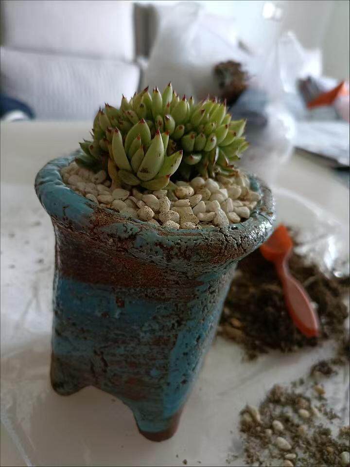 虎鲸多肉艾克魂缀化多肉植物虎鲸缀化可以一物一拍景天