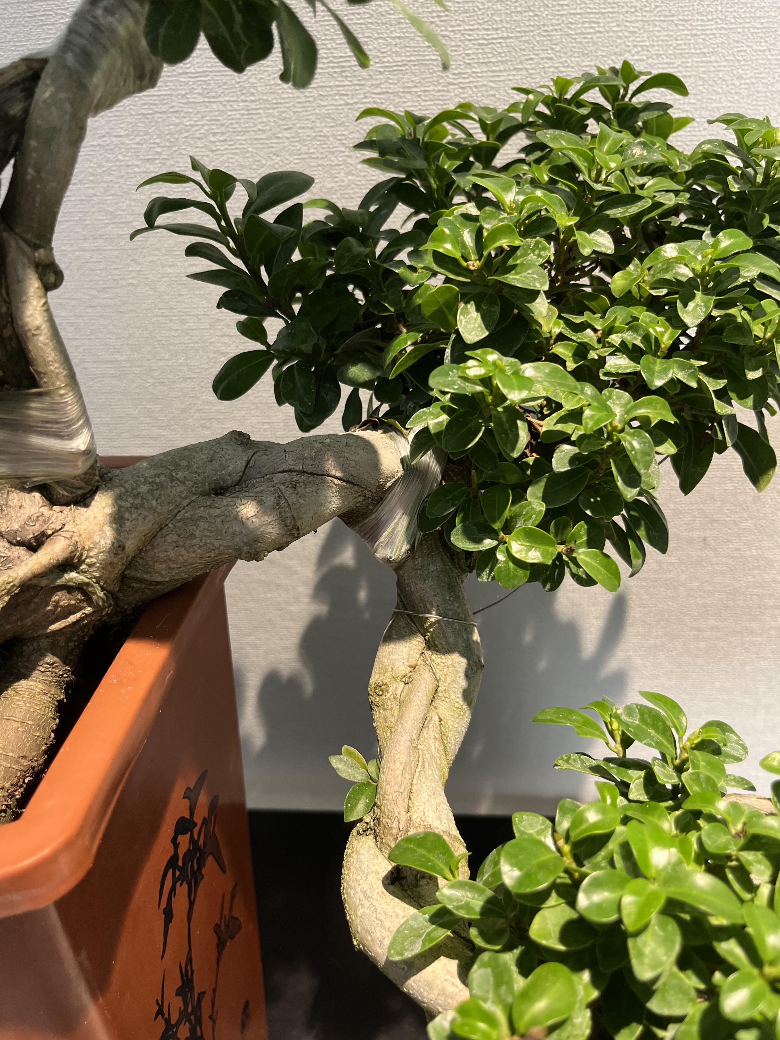 榕树老桩游龙造型飘枝悬崖室内观赏茶室中式复古植物盆景美观送礼