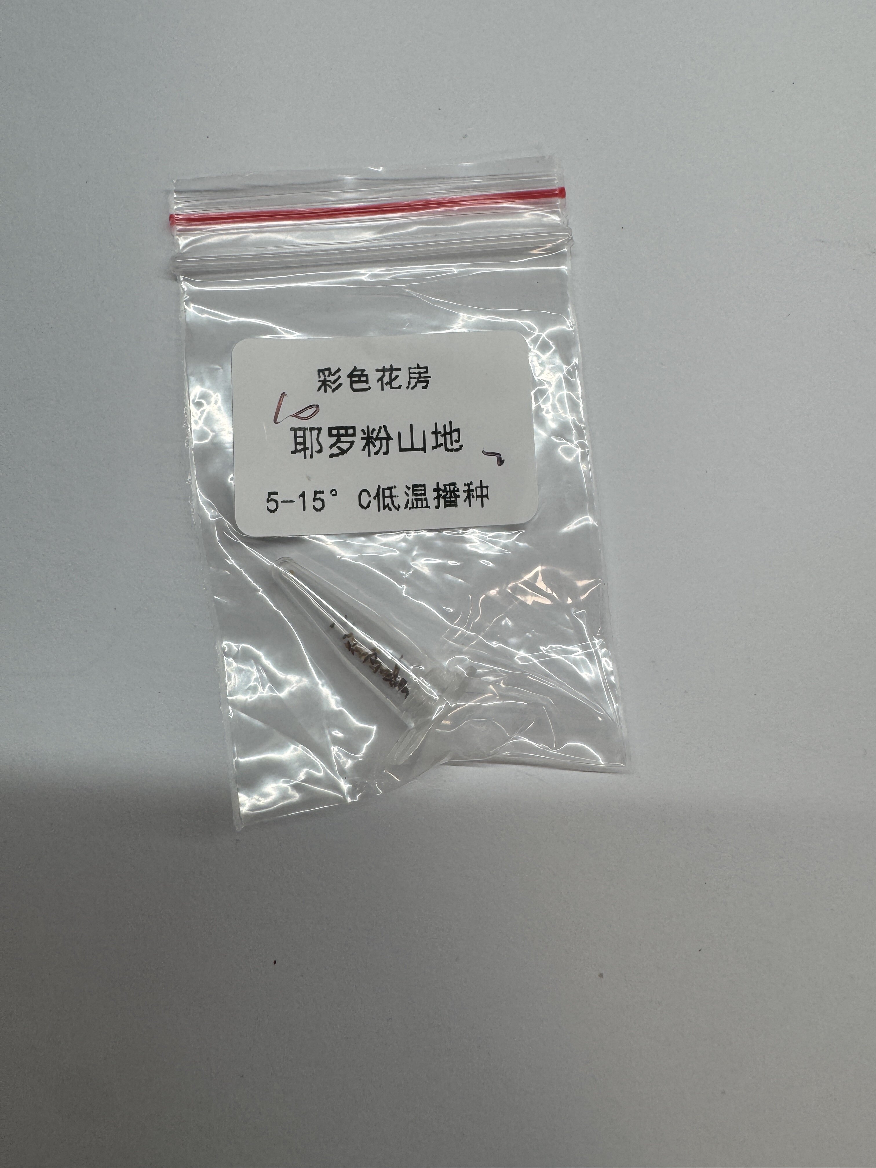 粉山地玫瑰 耶罗aurea ex el hierro 多肉种子35元包邮