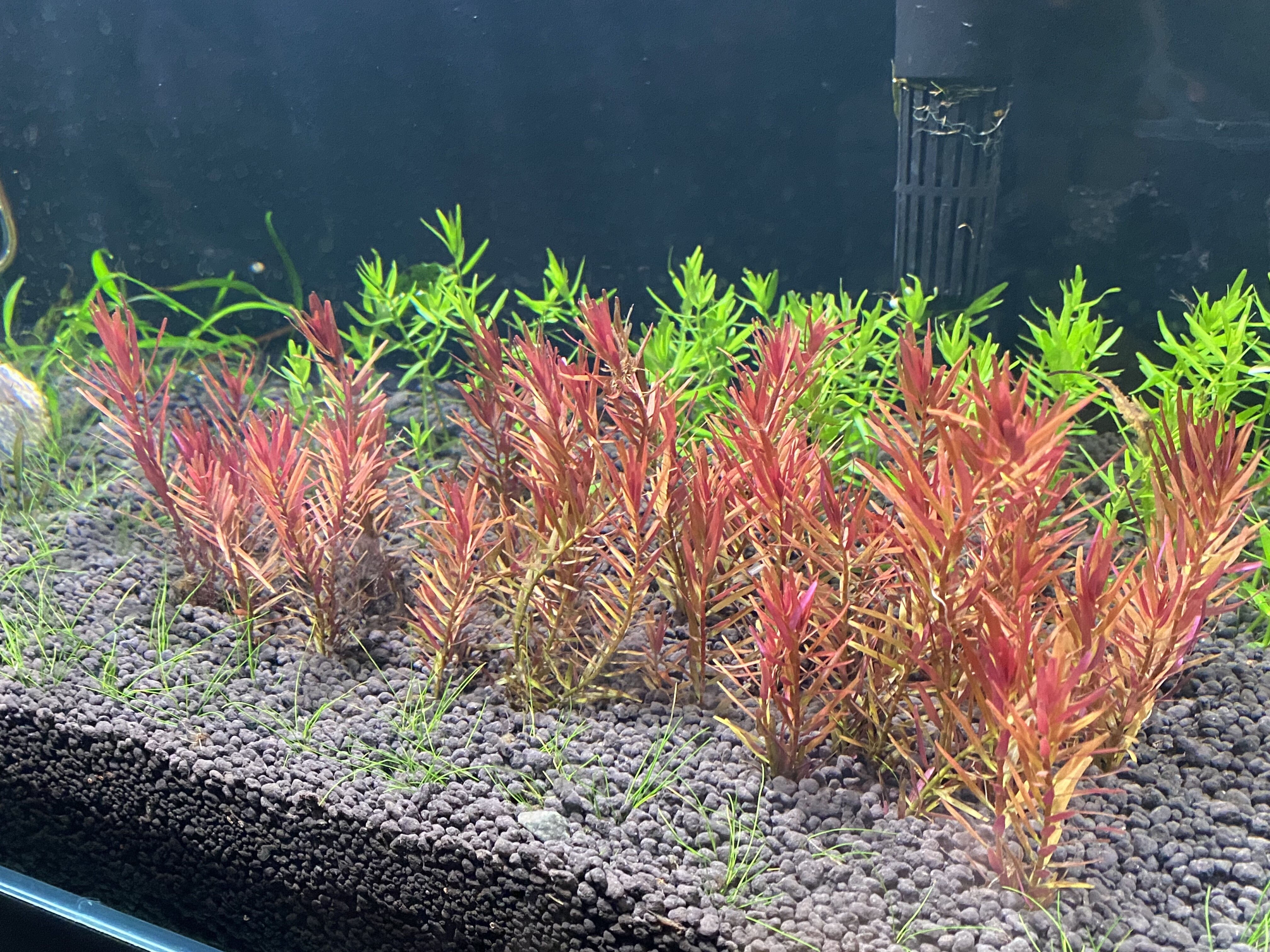 水下叶宫廷草系列丹麦血红宫廷黄金宫廷绿宫廷日本宫廷云端粉红宫