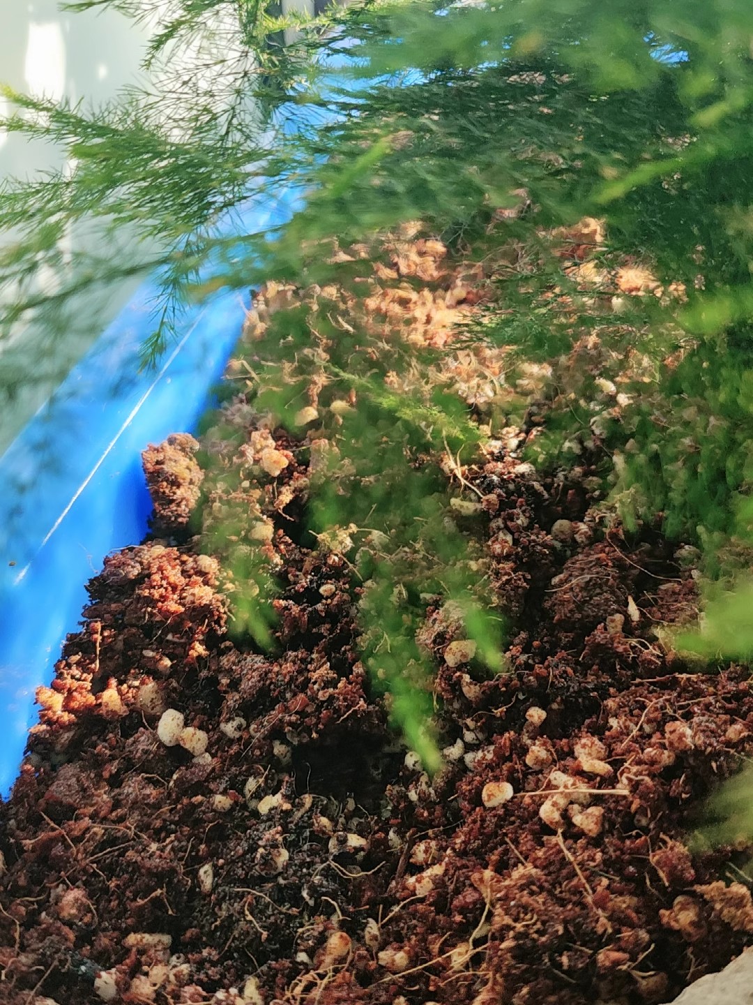 纯泥炭土进口营养土种植有机花土盆栽绿植家用月季绣球专用土壤