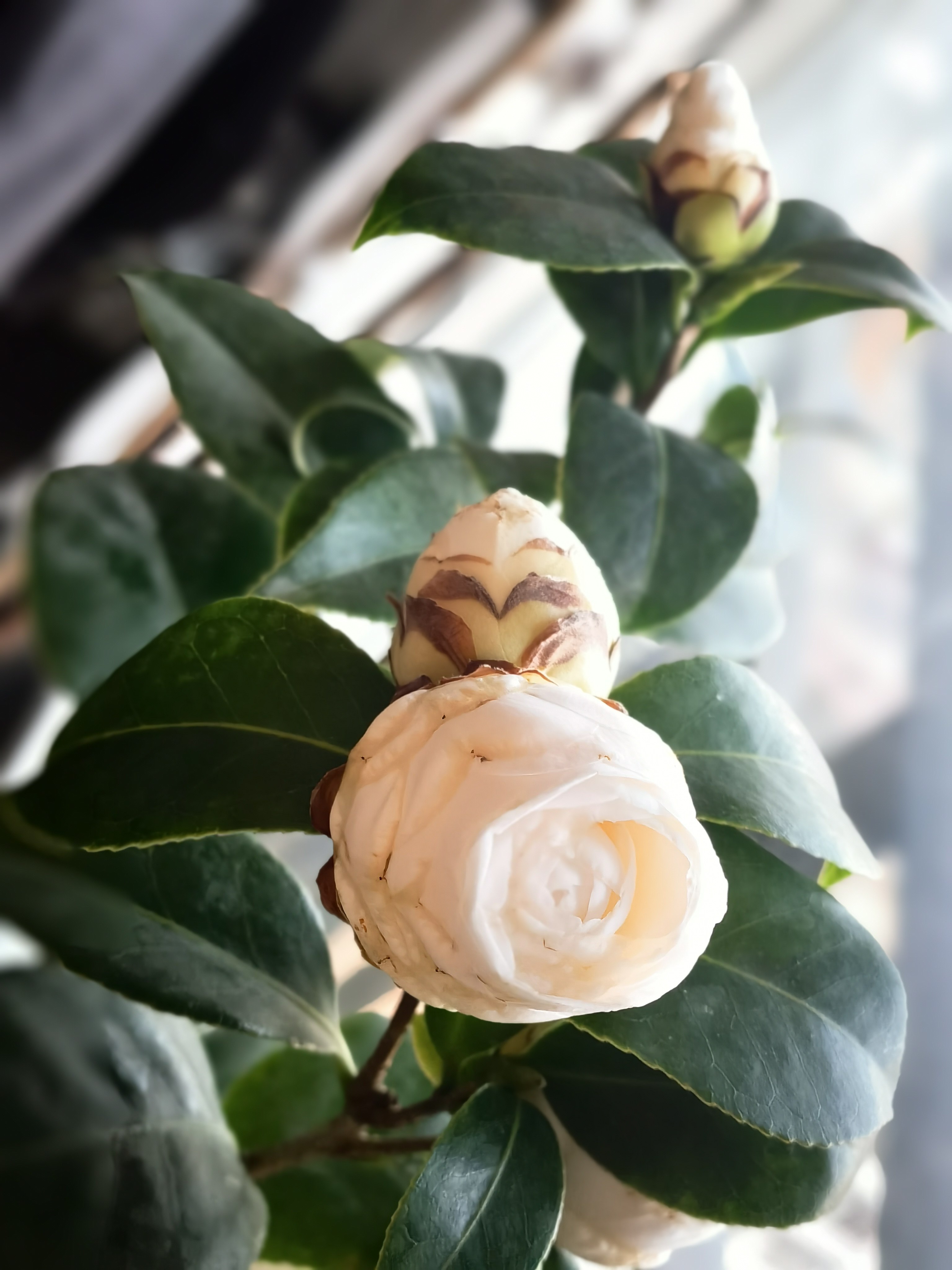 东方亮白色茶花盆栽树苗水晶白花卉四季好养易活庭院大型绿植热卖
