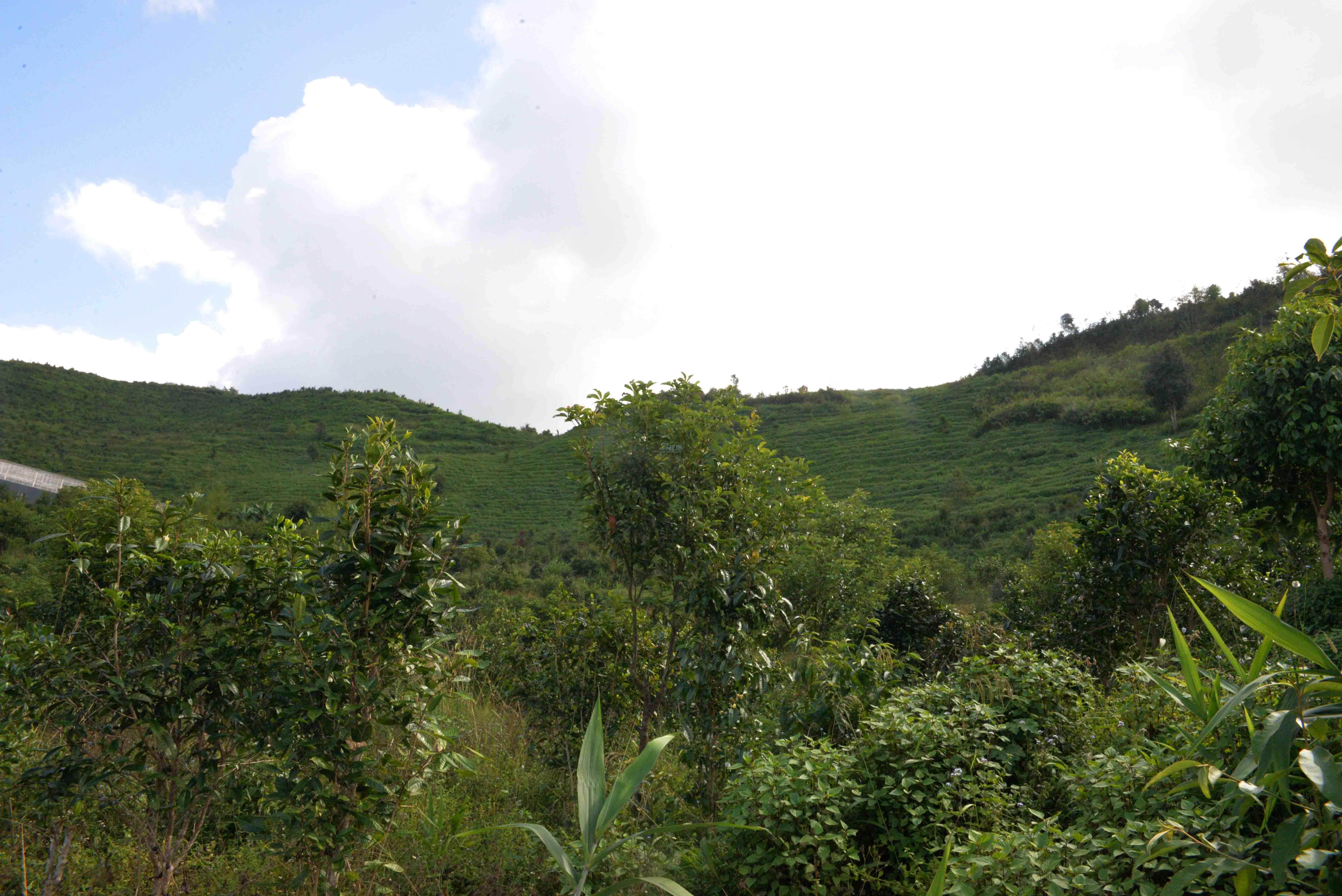 关于勐海县布朗山区普洱茶园转让的招商公告