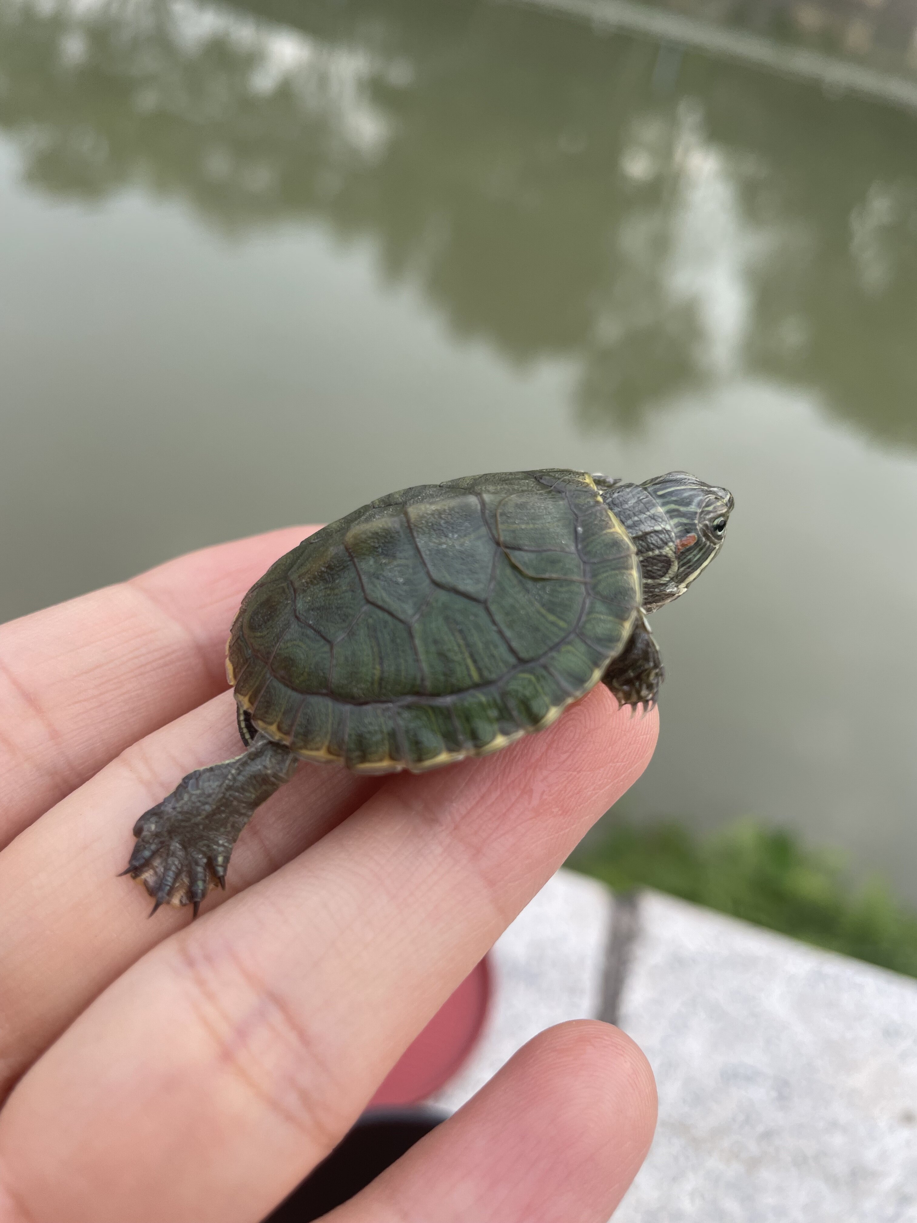 外塘巴西龟小乌龟活物活体观赏宠物纯冷水龟招财长寿黄金大巴西龟