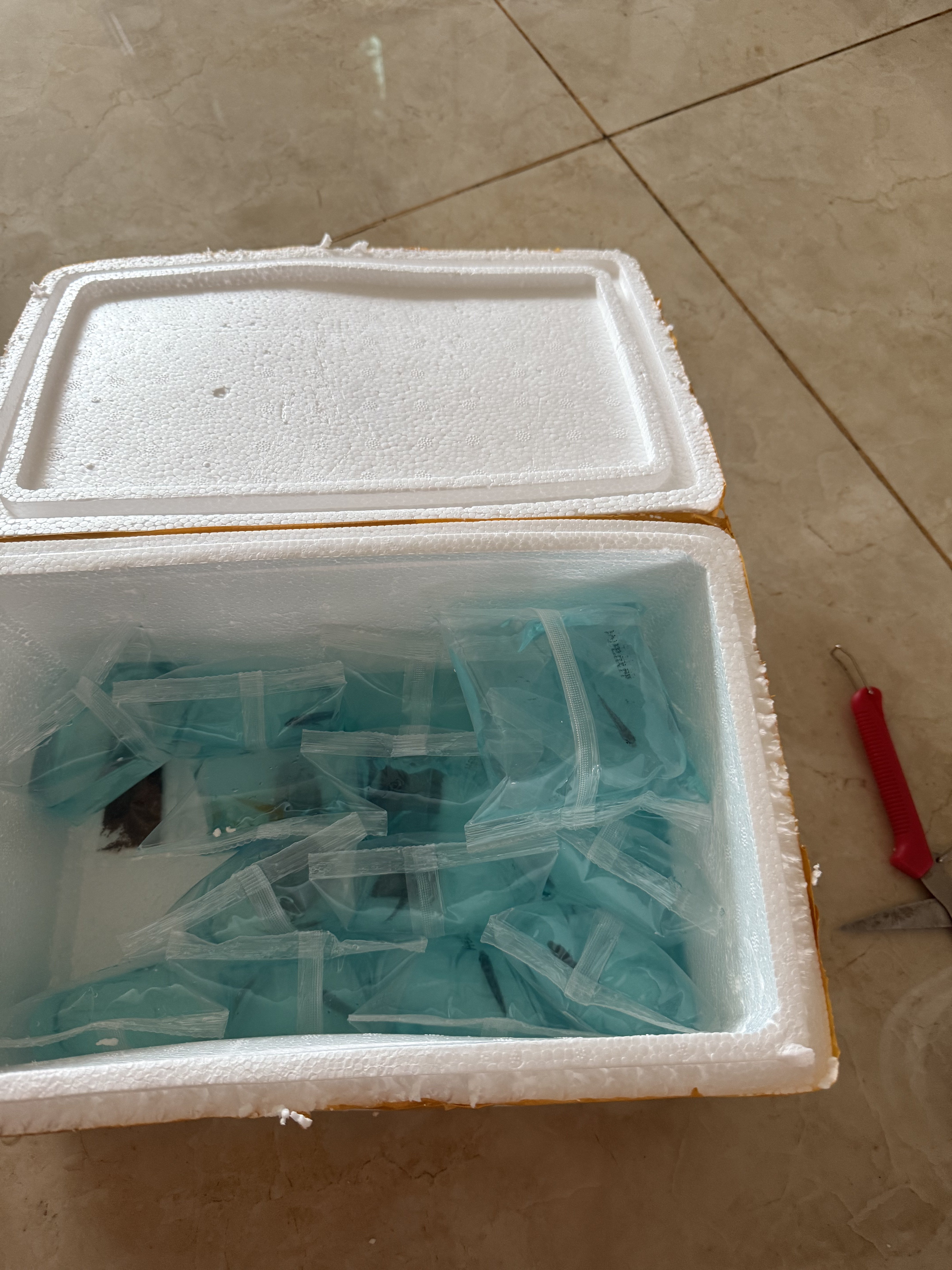 三湖慈鲷鲷科鱼活体练手鱼马鲷杂鲷鱼热带淡水好养耐活小型观赏鱼