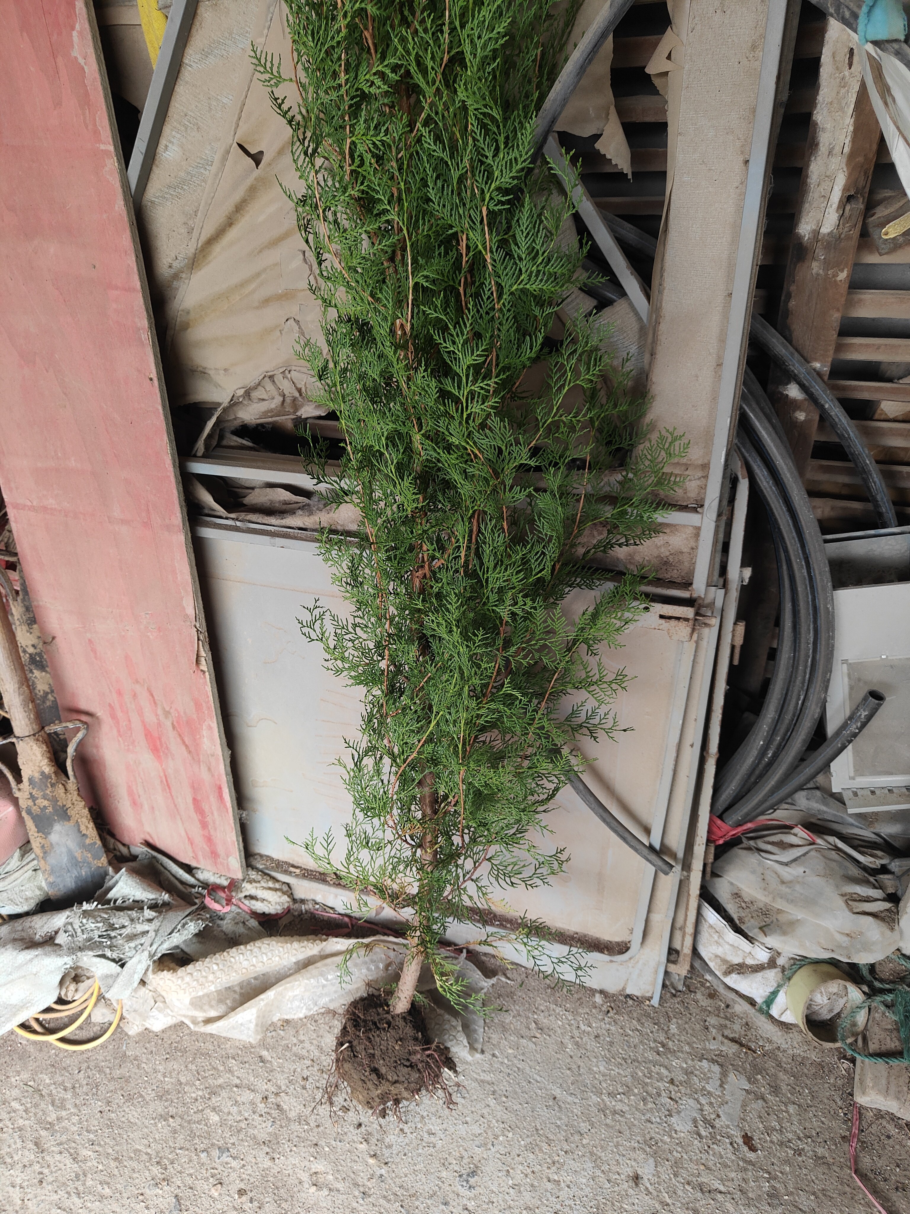 四季青墓地松 扫墓树苗松树苗松柏侧柏桧柏柏树蜀桧宝塔松 龙柏苗