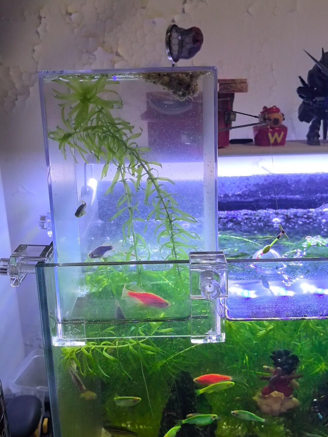 沃韦朗负压鱼缸桌面小型斗鱼缸水族箱支架固定卡扣创意造景生态缸