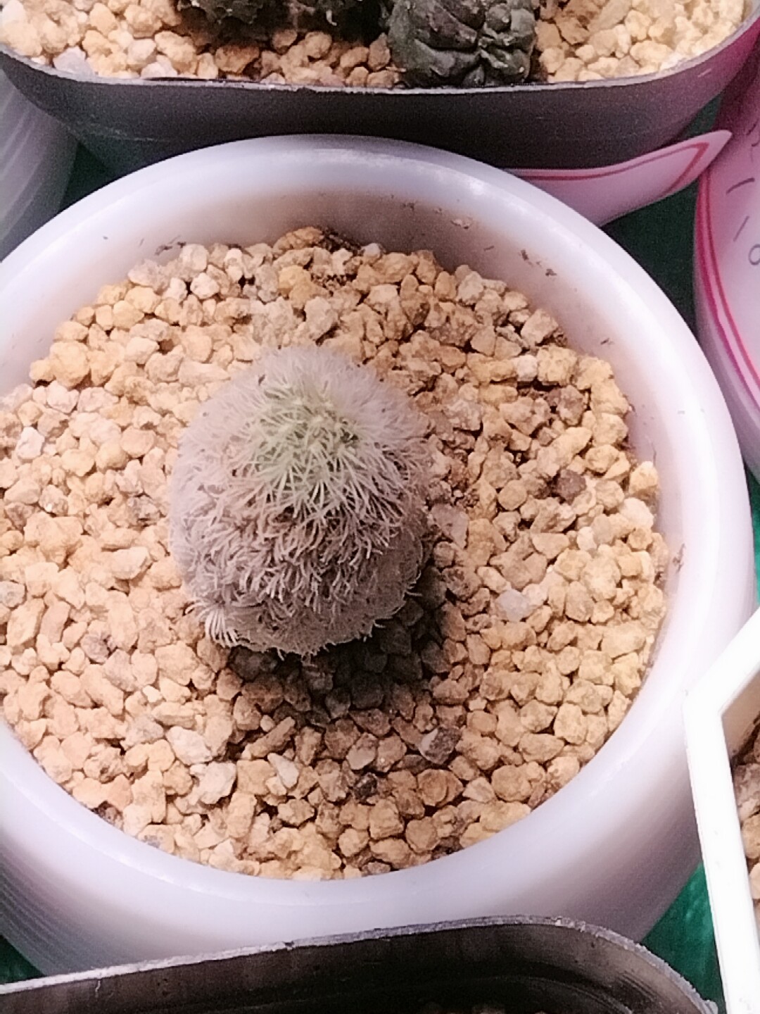 雪帽子多肉植物实生白色仙人球吸甲醛阳台窗台防辐射不带土