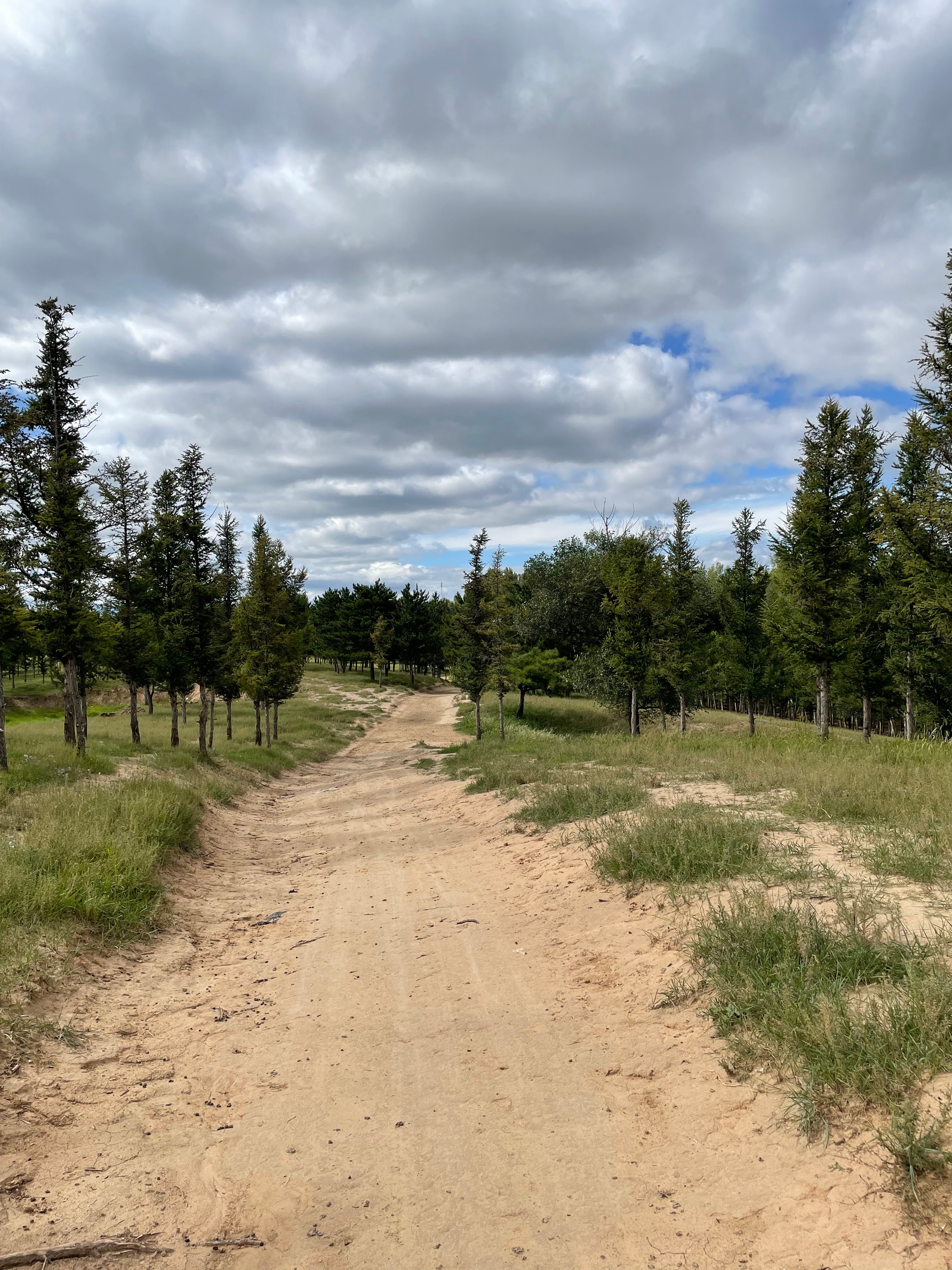 翁牛特旗农村信用合作联社接收的广德公镇林地90亩