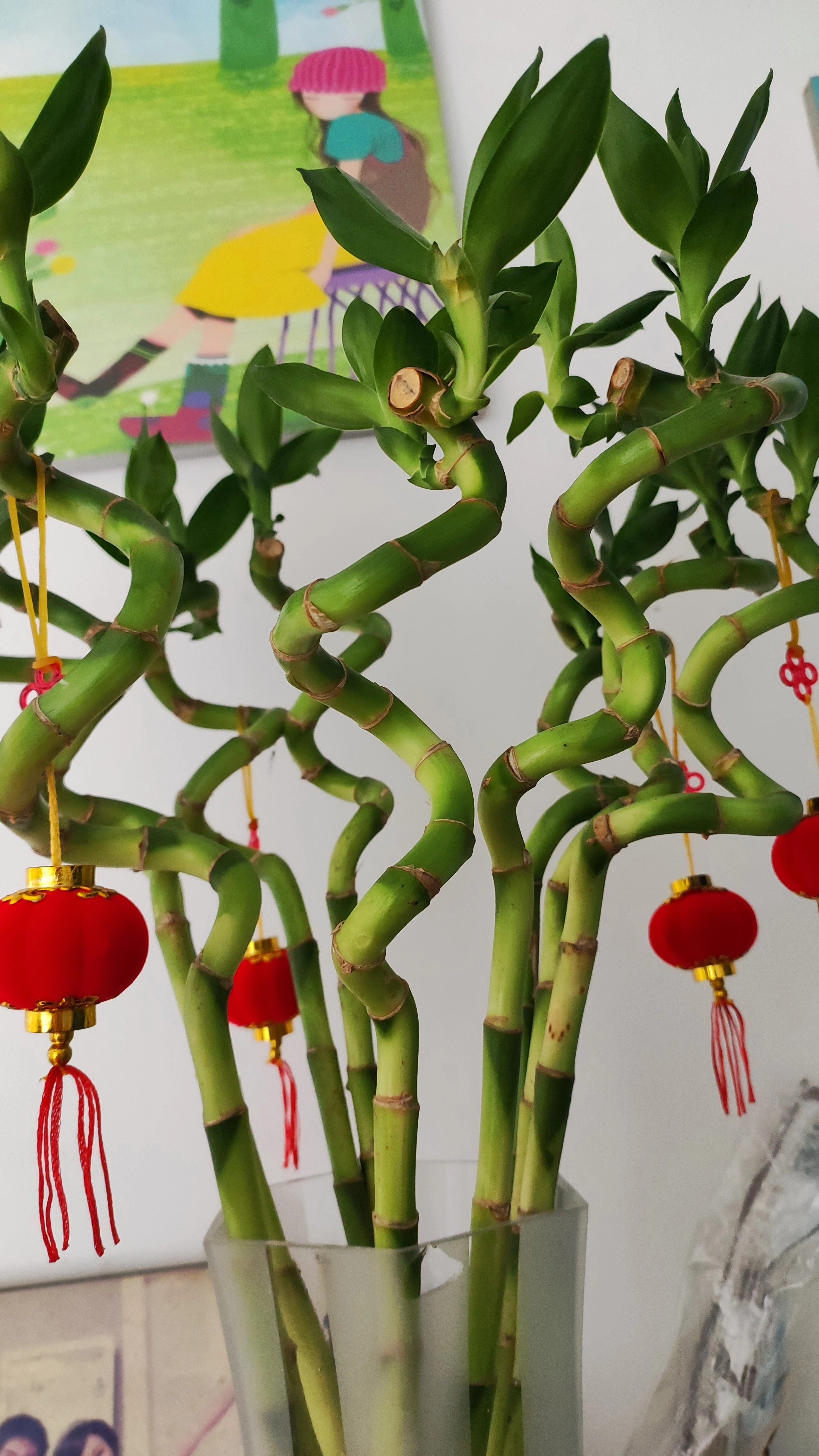 带根水养植物盆栽客厅弯竹转运竹招财水培绿植