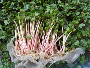 蔬菜种子 有机芽菜芽苗菜种子芽 萝卜苗种子优