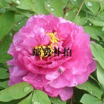 The postage is dedicated to a pat on the back.