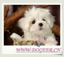 Pet Shipping Pet Shipping Hong Kong Shipping Pets to Shenzhen